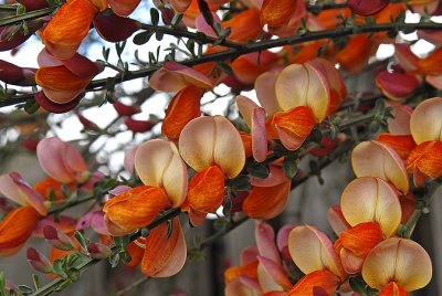 Scotch Broom