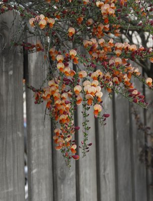 Scotch Broom