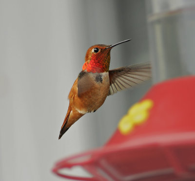 Rufous Hummingbird  P-06046 Our Returning Visitor 