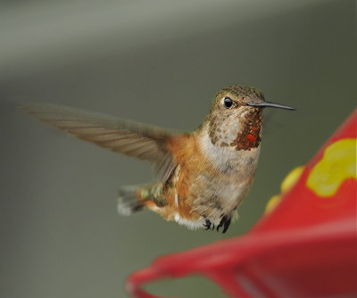 Rufous Hummingbird