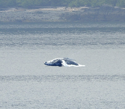 Breaching Humpback Whale