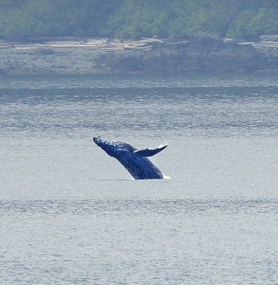 Breaching Humpback Whale