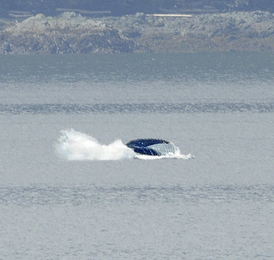 Breaching Humpback Whale