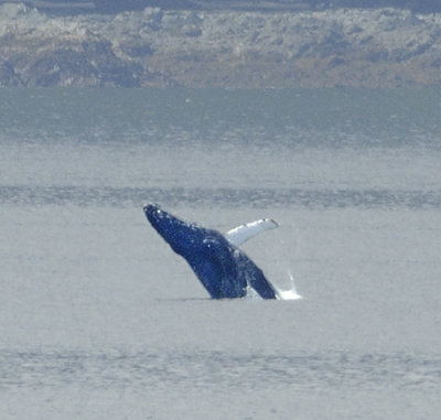 Breaching Humpback Whale