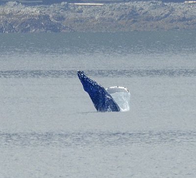 Breaching Humpback Whale
