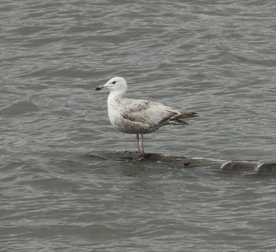 Herring Gull