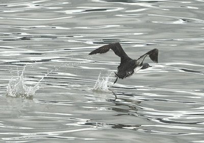 Common Murre