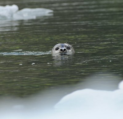 Harbor Seal