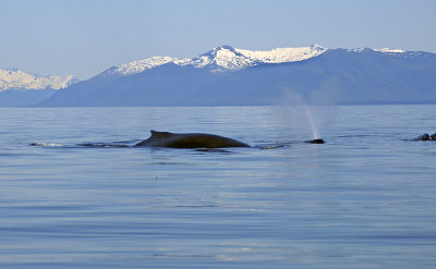 Humpback Whale