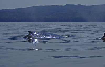 Humpback Whale