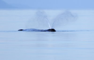 Humpback Whale