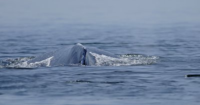Humpback Whale