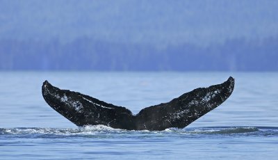 Humback Whale Tail