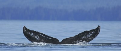 Humback Whale Tail