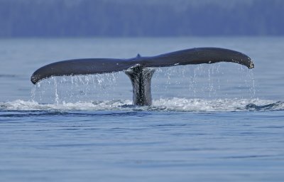 Humback Whale Tail