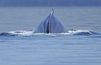 Humpback Whale