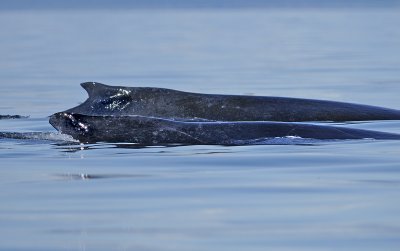 Humback Whales