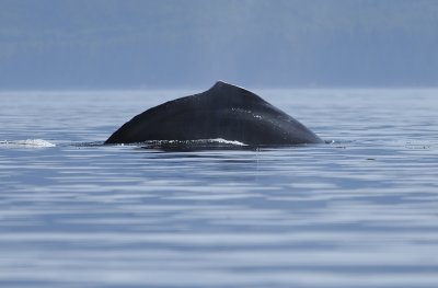 Humpback Whale