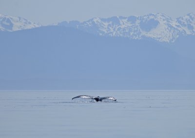 Humpback Whale