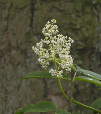 Elderberry