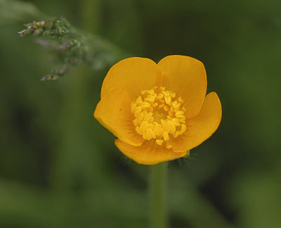 Pacific Buttercup