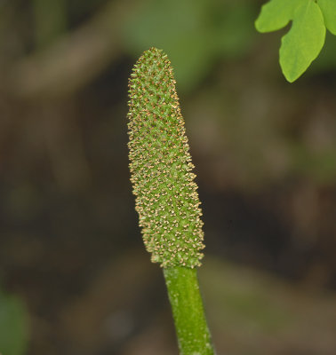 Western Skunk Cabbage Flower