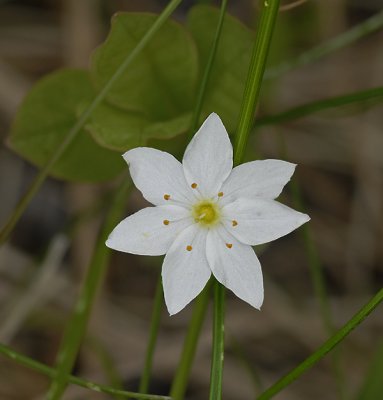 Starflower