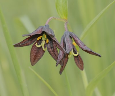 Chocolate Lily