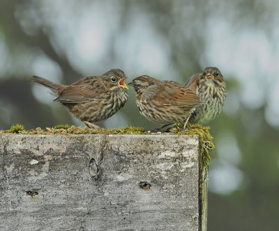 Lincoln's Sparrows
