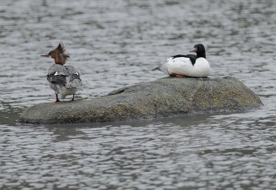 Common Mergansers