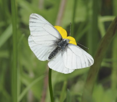 Arctic White Butterfly