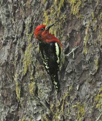 Red-breasted Sapsucker