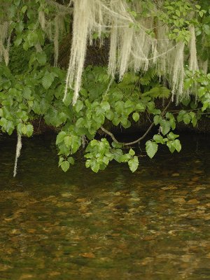 Spanish Moss