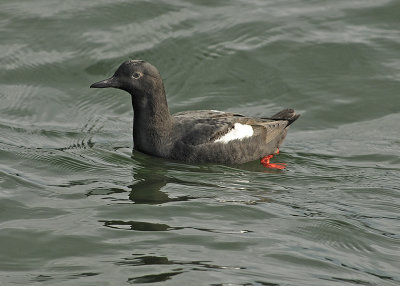 Pigeon Guillemot