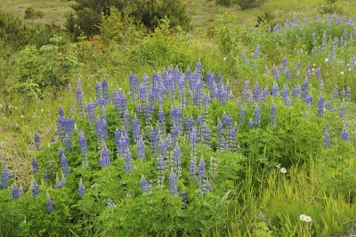 Nootka Lupines