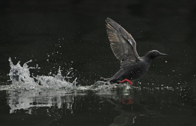 Pigeon Guillemot