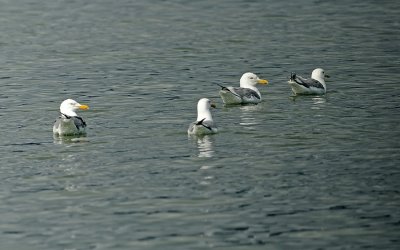 Herring Gulls