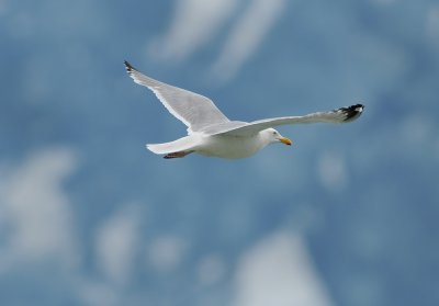 Herring Gull