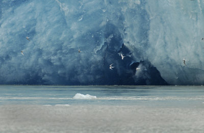 Base of the Sawyer Glacier