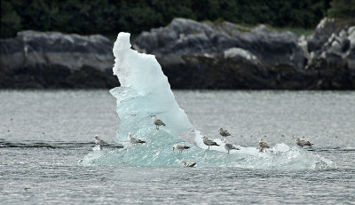 Gulls on Iceberg
