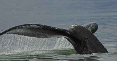 Tail of Humback Whale