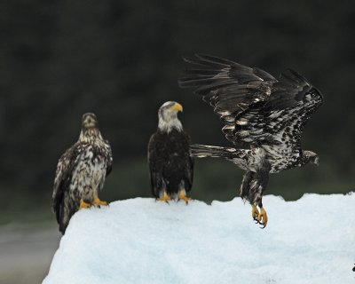 Bald Eagles - 3 Life Stages