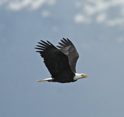 Bald Eagles of Southeast Alaska