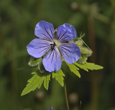 Wooly Geranium