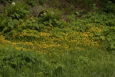 Pacific Buttercups