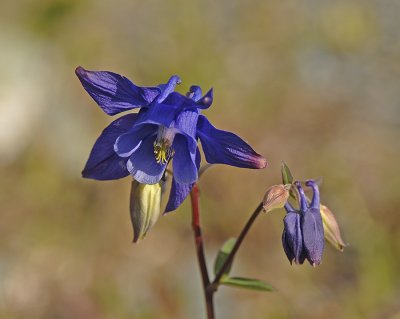 Jones' Columbine