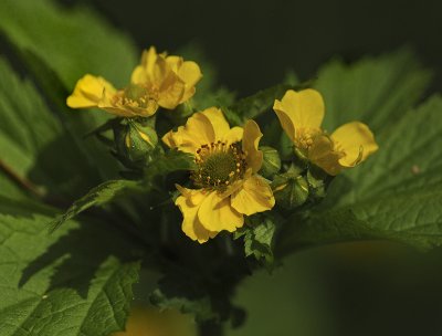 Largeleaf Avens