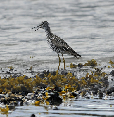 Greater Yellowlegs