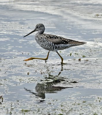 Greater Yellowlegs