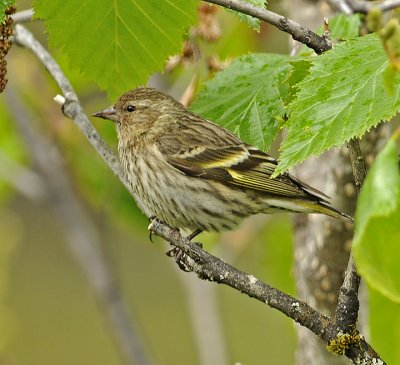 Pine Siskin